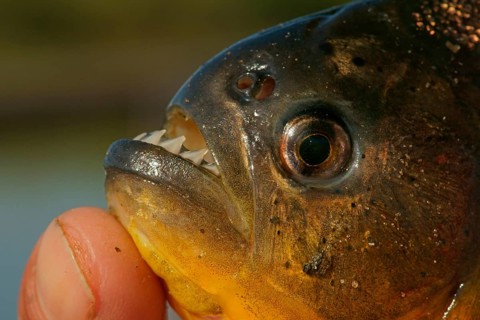Piranha (Pygocentrus nattereri)