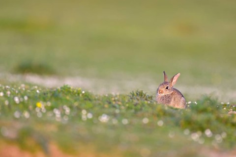 Young European rabbit (Oryctolagus cuniculus)