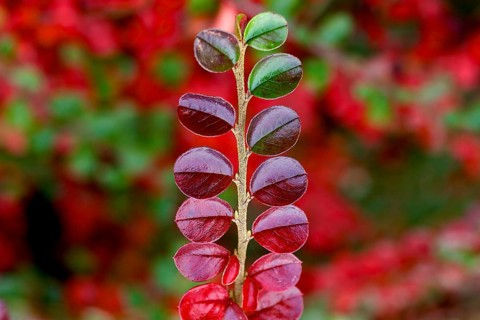 Red leaves of Rockspray Cotoneaster (Cotoneaster horizontalis) in autumn