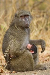 Chacma Baboon (Papio ursinus)