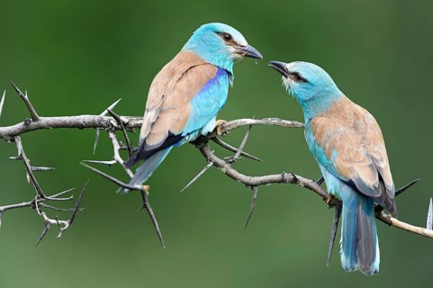 European rollers (Coracias garrulus)