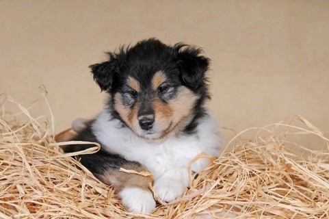 Collie Longhair