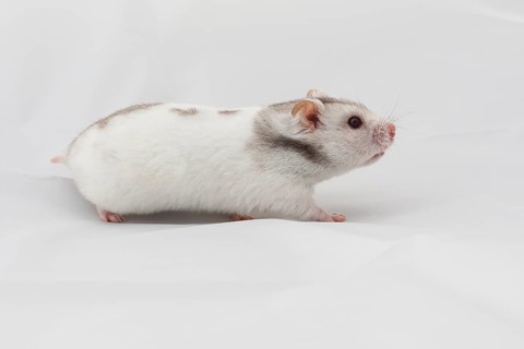 Syrian hamster (Mesocricetus auratus)