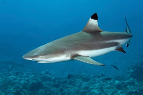 Blacktip reef shark (Carcharhinus melanopterus)
