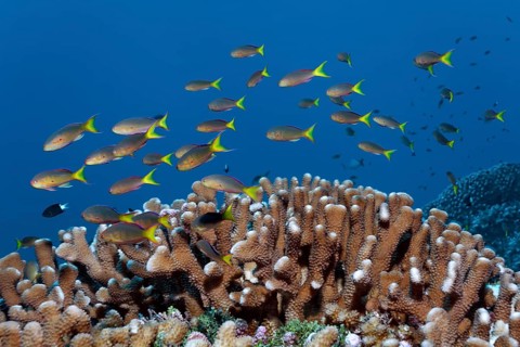 Swarm of Yellow-tailed Flagfishes (Pseudanthias olivaceus) swim across Pocillopora verrucosa (Pocillopora verrucosa)