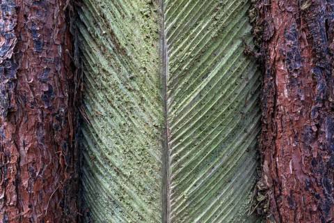 Pine (Pinus) with resin extraction until 1990