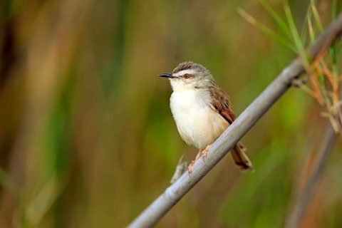 Tawny-flanked prinia (Prinia subflava)