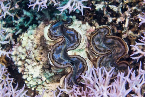 Two Giant Clams (Tridacna gigas) between stony coral