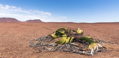 Welwitschia or (Welwitschia mirabilis) in wide desert landscape