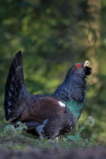 Western capercaillie (Tetrao urogallus)