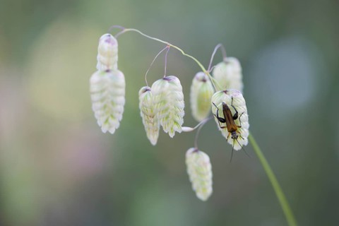 Briza maxima (Briza maxima) with soldier beetle (Cantharidae)