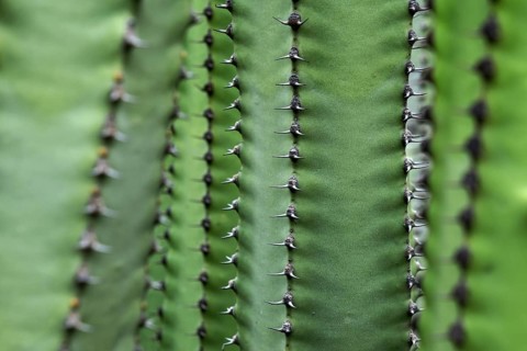 Candelabra tree (Euphorbia candelabrum)