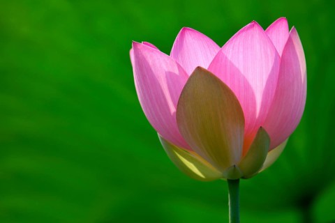 Pink lotus flower (Nelumbo nucifera)