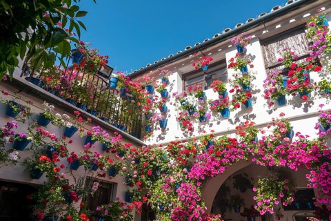 Many red geraniums in blue flowerpots in the courtyard on a house wall
