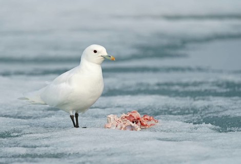 Ivory gull (Pagophila eburnea) feeding the rest of a carcass