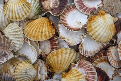 Seashells