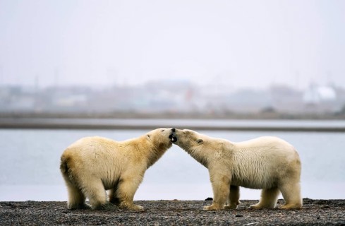 Two Polar bears (Ursus maritimus) on gravel island