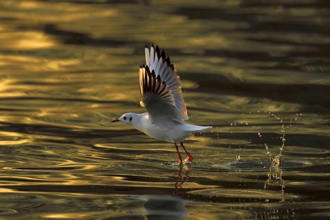 Black-headed gull (Larus ridibundus) taking flight from water