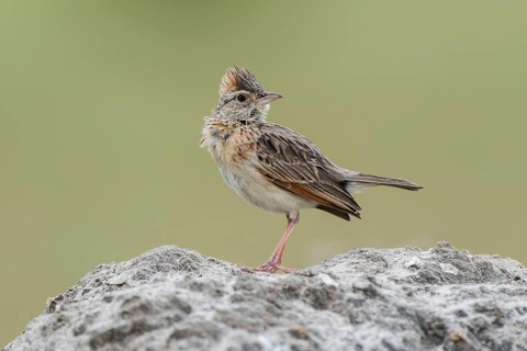 Rufous-naped lark (Mirafra africana) sits on a stone