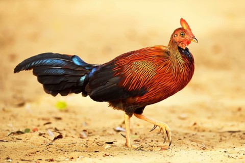 Sri Lankan junglefowl (Gallus lafayetii)
