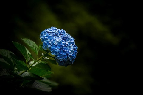 Hortensia (Hydrangea) on a dark background