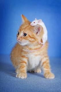 Kitten
