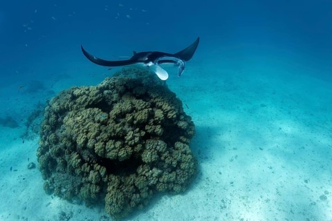 Reef manta ray (Manta alfredi)