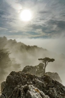 European black pine on rock with fog