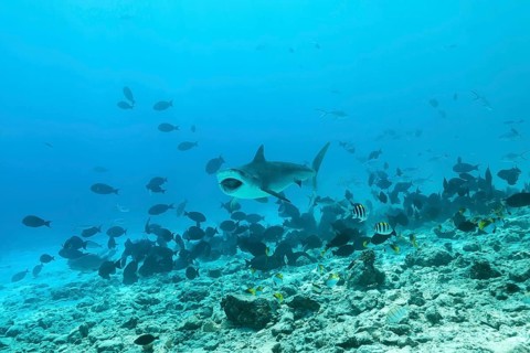 Tiger Shark (Galeocerdo cuvier) eating tuna