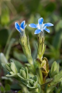 Snow Gentian (Gentiana nivalis)