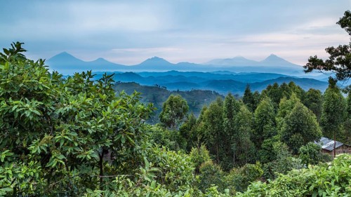 Tropical rainforest