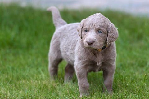 Longhair Weimaraner