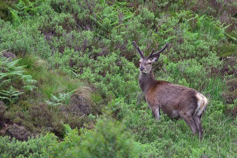 Young red deer (Cervus elaphus) in bast
