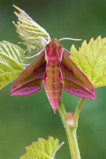 Elephant hawk-moth (Deilephila elpenor) on vine