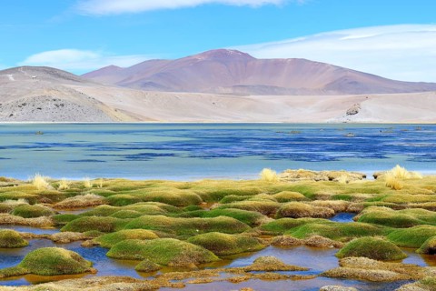 Vegetation at the Laguna Santa Rosa
