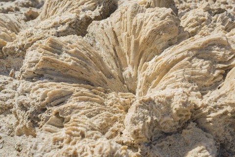 Coral fossils