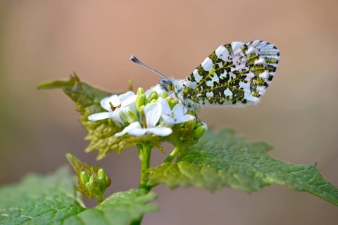 Orange tip (Anthocharis cardamines)