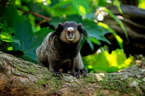 Wied's marmoset (Callithrix kuhlii)