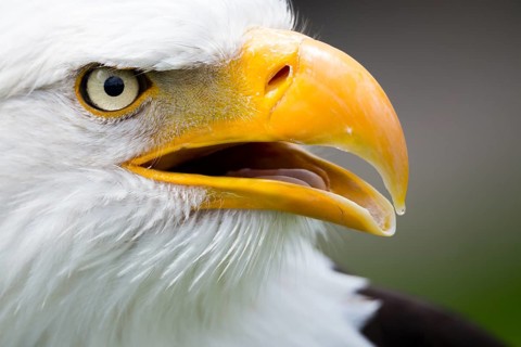 Bald eagle (Haliaeetus leucocephalus)