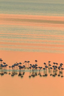 Greater Flamingos (Phoenicopterus roseus)