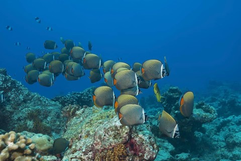 School of fish