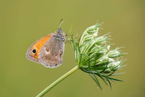 Small heath (Coenonympha pamphilus) on wild carrot (Daucus carota carota)