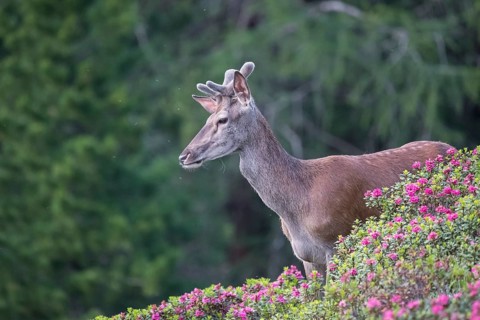 Red deer (Cervus elaphus)