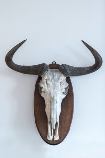 Wildebeests skull (Connochaetes)