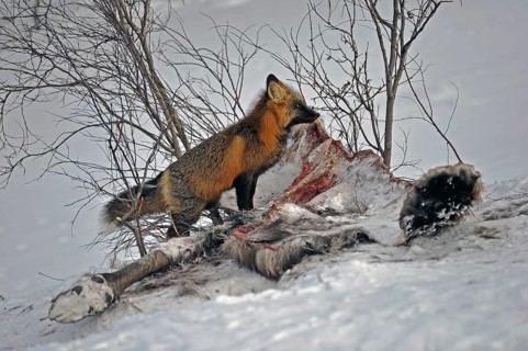 Cross fox (Vulpes vulpes)