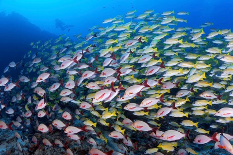 Mixed shoal of Bluestripe snapper (Lutjanus kasmira) and Humpback Red Snapper (Lutjanus gibbus)