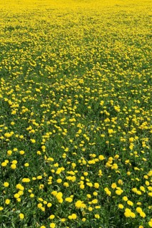 Dandelion meadow (Taraxacum sect. Ruderalia)