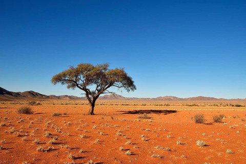 Desert landscape with umbrella thorn acacia (umbrella acacia tortilis) in the foreground