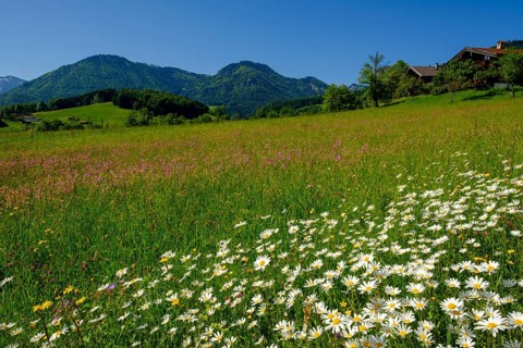Flower meadows with daisies in Obergschwend