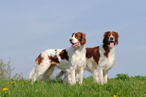 Irish Red and White Setter
